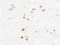 Karyopherin α2 Polyclonal Antibody